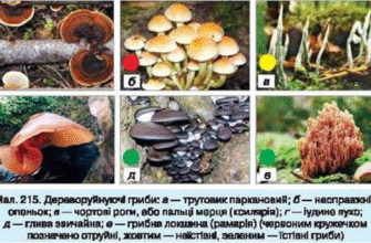 Хто створює мікоризу з деревами: ключові гриби та їх роль