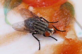 Ефективні методи для відлякування мух з вашого приміщення: поради та засоби