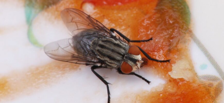 Ефективні методи для відлякування мух з вашого приміщення: поради та засоби