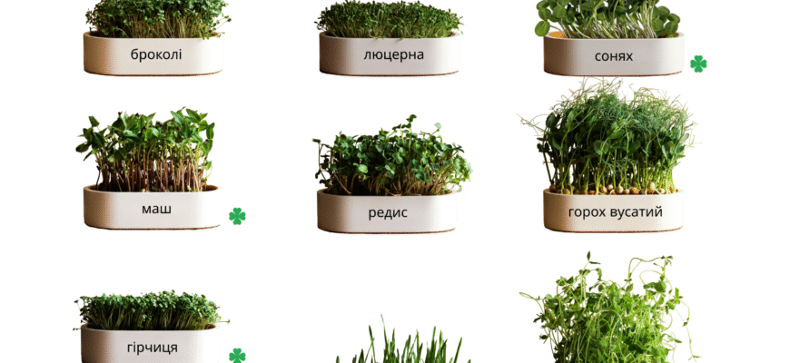 Де купити якісне насіння для мікрозелені: надійні постачальники в Україні