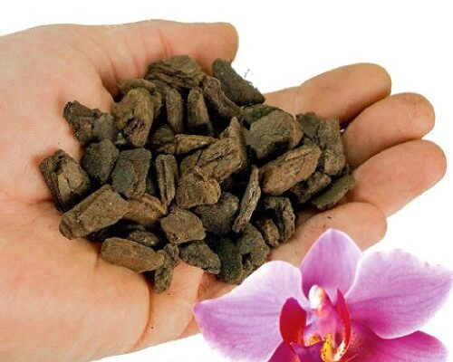 Чи варто замочувати кору сосни перед посадкою орхідей: поради експертів