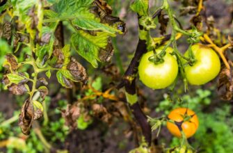 Чи можна ефективно вилікувати фітофтору на помідорах: методи та поради