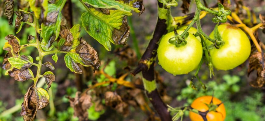 Чи можна ефективно вилікувати фітофтору на помідорах: методи та поради
