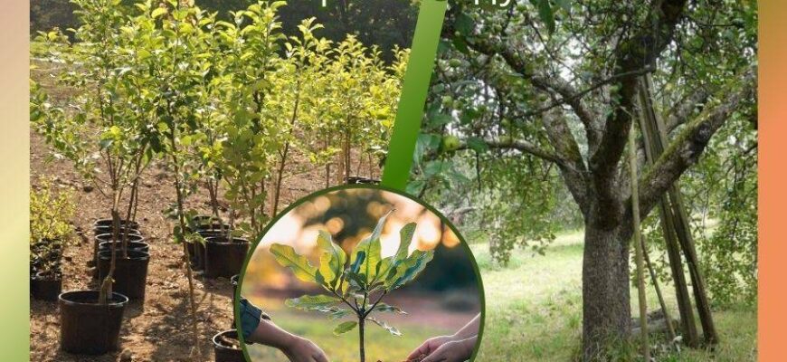 Чи варто садити нову яблуню на місці, де вже росла стара яблуня?