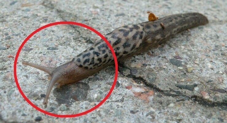 Чому вживання слимаків небезпечне для здоров’я: основні ризики