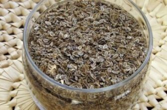 Як забезпечити швидке проростання насіння кропу: ефективні методи