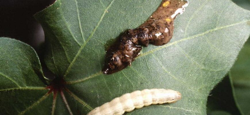 Як паразити здатні маніпулювати поведінкою своїх господарів