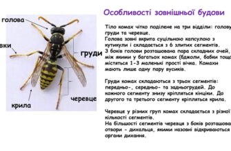 Особливості комах: унікальні адаптації та поведінка в природі