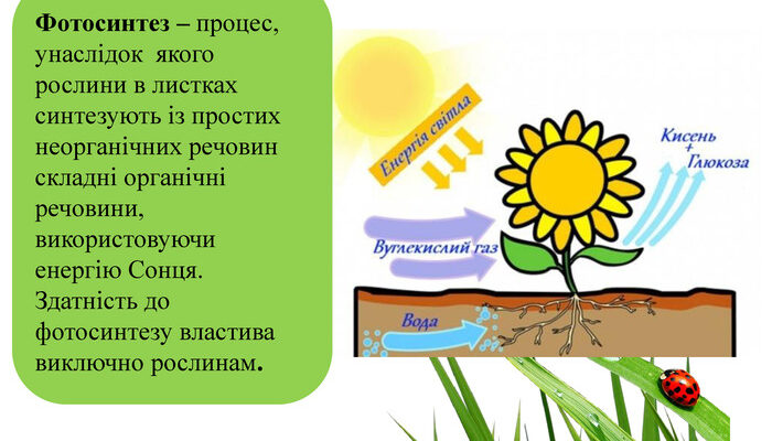 Оптимальний газ для життя рослин: Що потрібно для зростання?