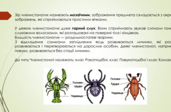 Відмінності комах від інших членистоногих: ключові характеристики