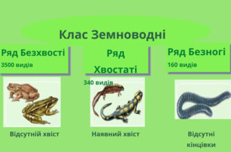 Хто належить до складу земноводних: основні види та їх характеристики