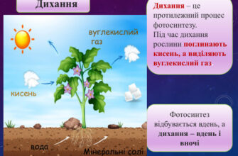 Оптимізований заголовок для Google на тему газообміну в рослинах:

“Де саме здійснюється процес газообміну у рослин”