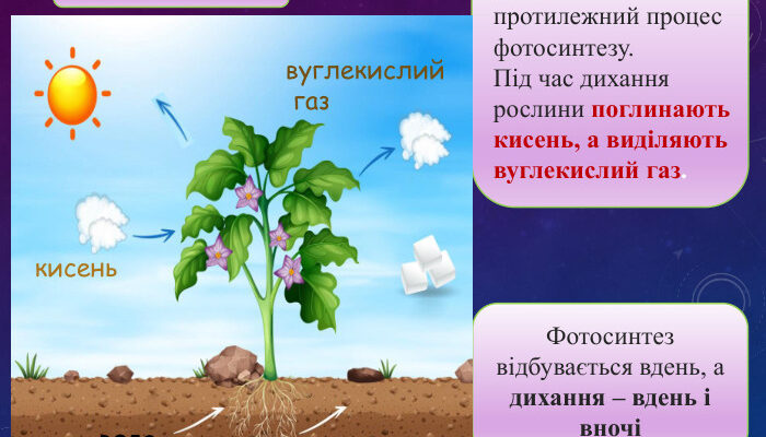 Оптимізований заголовок для Google на тему газообміну в рослинах:

“Де саме здійснюється процес газообміну у рослин”