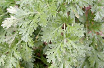 Оптимальні терміни для збору полину з лікувальною метою: поради фахівців