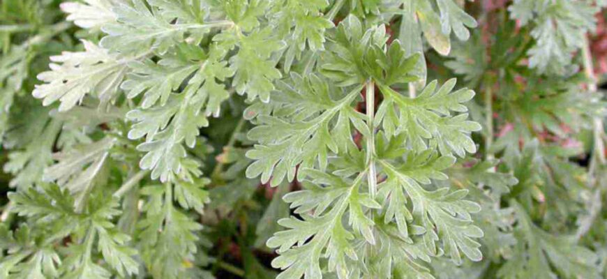 Оптимальні терміни для збору полину з лікувальною метою: поради фахівців