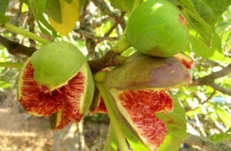 Ідеальна температура для вирощування інжиру: що потрібно знати?