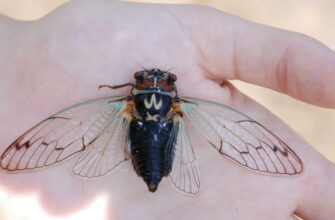 Захоплюючий світ цикад: що означає їхній літній спів?
