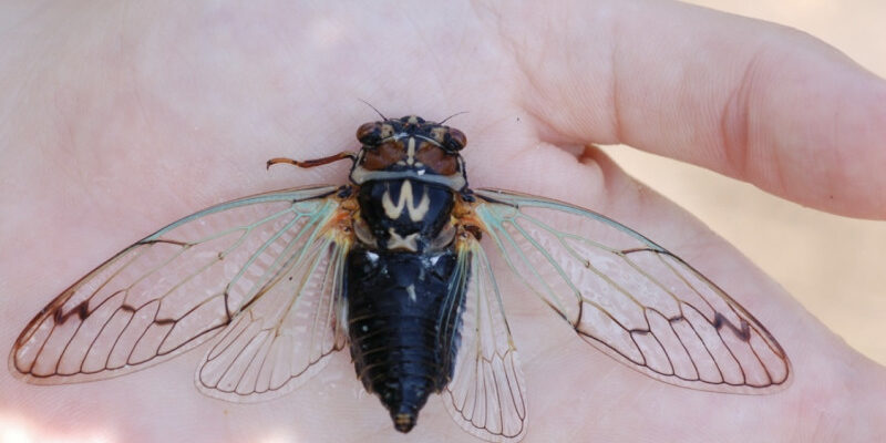 Захоплюючий світ цикад: що означає їхній літній спів?