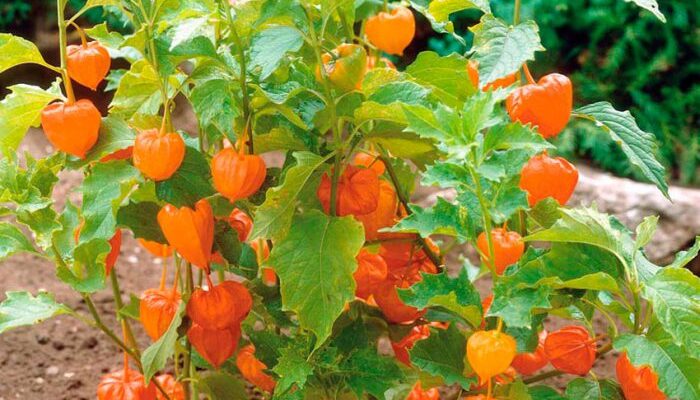 Скільки часу потрібно для проростання фізалісу з насіння: практичний гайд Скільки часу потрібно для проростання фізалісу з насіння: практичний гайд