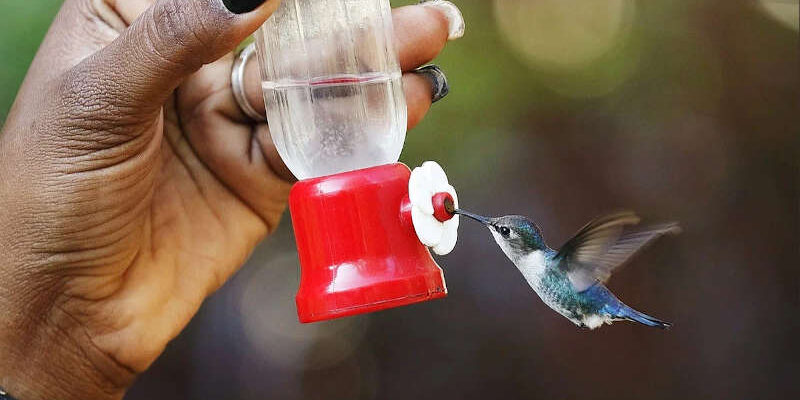 Місця проживання колібрі-бджілок: де мешкають ці крихітні пташки?