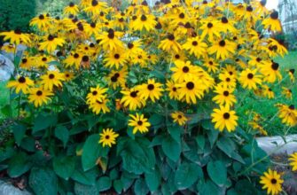 Рудбекія: Все, що потрібно знати про цю яскраву літню квітку