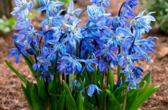 Місця зростання проліска: де знайти ці весняні квіти в Україні