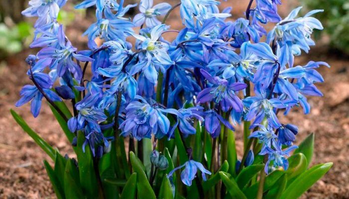 Місця зростання проліска: де знайти ці весняні квіти в Україні