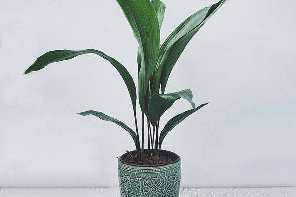 Квіти, що не потребують частого поливу: оптимальний вибір для дому