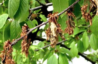 Які культури безпечно обробляти мідним купоросом: ключові рекомендації