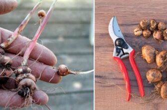 Чи варто викопувати Крокосмію на зиму: поради та рекомендації експертів