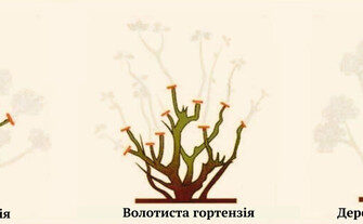 Чи варто обрізати гортензії навесні: поради для оптимального цвітіння