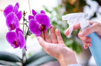 Чи виправдане обприскування орхідей: Поради догляду та рекомендації