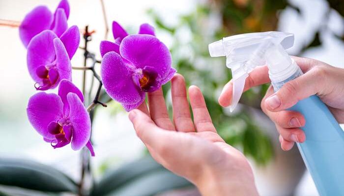 Чи виправдане обприскування орхідей: Поради догляду та рекомендації