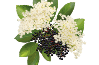 Як ефективно використовувати квітки бузини: поради та рецепти