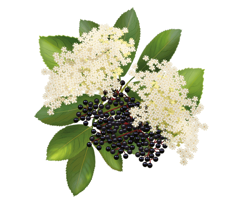 Як ефективно використовувати квітки бузини: поради та рецепти