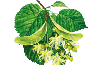 “Які захворювання ефективно лікує липа: Корисні властивості липи”