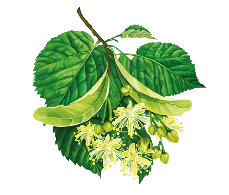 “Які захворювання ефективно лікує липа: Корисні властивості липи”