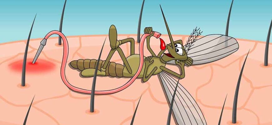 Хто найчастіше стає жертвою комарів: фактори та причини укусу