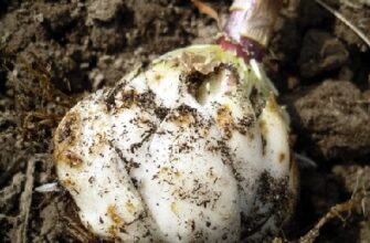 Коли викопувати і садити лілії: Правильний час для лілій у саду