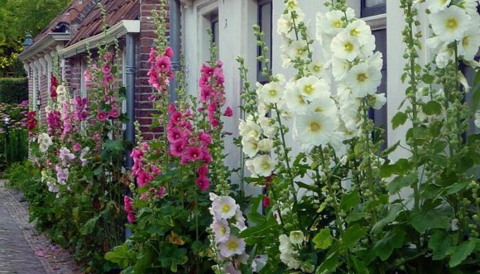 Оптимальна відстань для висадки мальви: поради та рекомендації садівникам