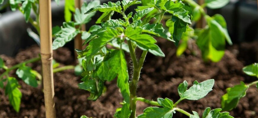 Оптимальний догляд: як поливати розсаду помідорів, щоб уникнути витягування