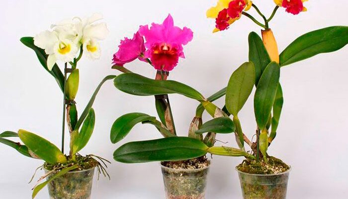 Найкращі місця для посадки орхідеї каттлеї: секрети успіху
