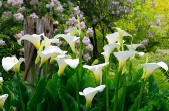 Ефективний догляд за каллами у відкритому ґрунті: поради та рекомендації