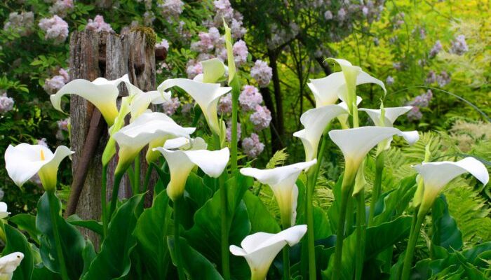 Ефективний догляд за каллами у відкритому ґрунті: поради та рекомендації