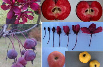 Користь Райського яблука: Вітаміни, Антиоксиданти та Здоров’я