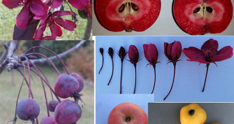 Користь Райського яблука: Вітаміни, Антиоксиданти та Здоров’я