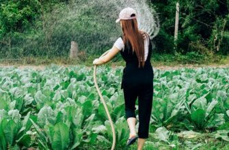 Що не любить хвощ польовий: шкідники, умови та догляд рослини