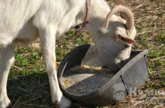 Чи можна годувати коз люцерною: користь та потенційні ризики