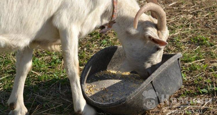 Чи можна годувати коз люцерною: користь та потенційні ризики Чи можна годувати коз люцерною: користь та потенційні ризики