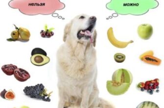 Що можна їсти французьким бульдогам: корисне харчування для собак